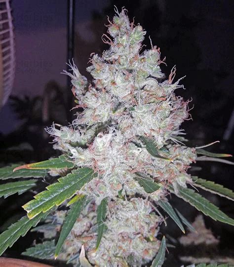 pink kush cannabis strain.